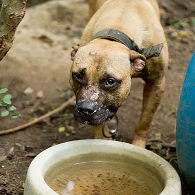 AmyRoseKathryn's tweet photo. Canada: Tell Your MP to Stop Animal Cruelty https://t.co/dClSGXt4Vh https://t.co/mSTqo11HGd