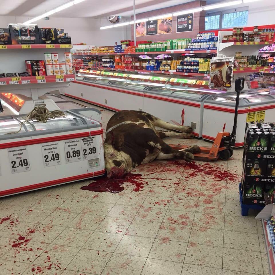 VeganAri's tweet photo. The photo we were taking about. A bull shot in a supermarket in Germany right next to the meat. #SamSimonShow https://t.co/QSSshPzgM4
