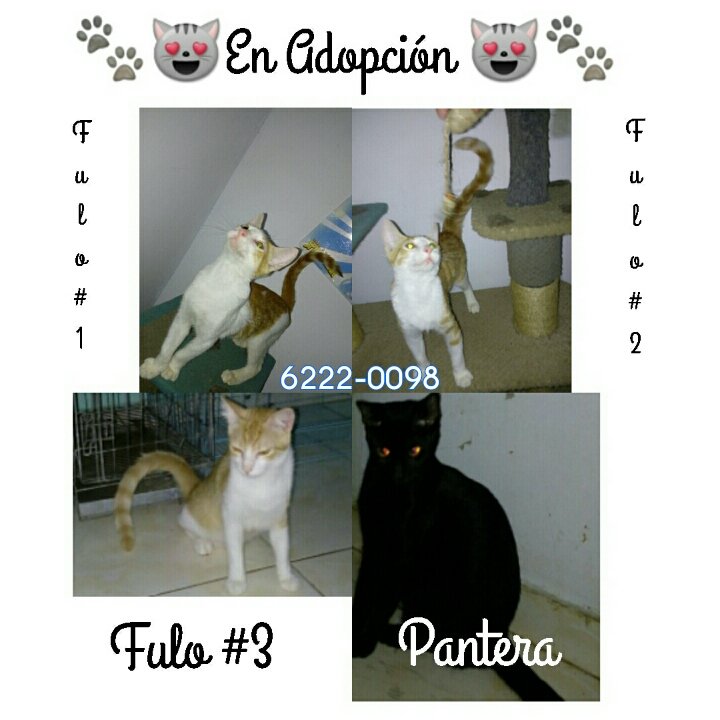 4 mininos en adopción, esterilizados💙 @RobaMorena @laonetwo507 <a href="/AriGatoPTY/">AriGato</a> <a href="/PeludosComunica/">PeludosComunican507</a> <a href="/CuadrillaPenny/">Cuadrilla Penny</a>