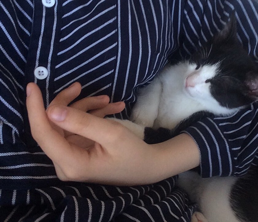 litli kisinn minn finnst hvergi,hann er ómerktur en ef þið sjáið hann megiði endilega láta mig vita