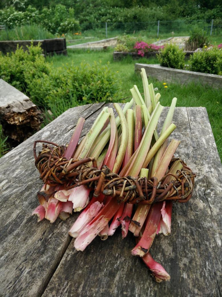 Rhubarb harvest - think we will try a smoothie recipe womenshealthmag.com/food/rhubarb-s…