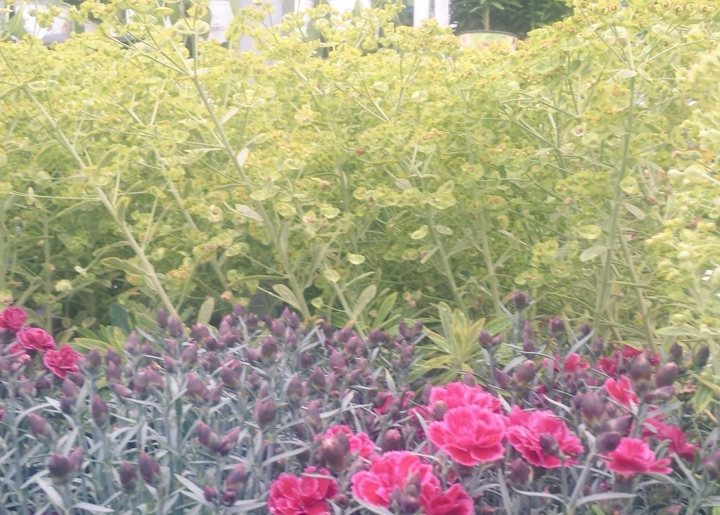 Silvery gray skies? Who cares when golden perennials, brighten the day. <a href="/HomeDepot/">The Home Depot</a> <a href="/ChristineTHD/">Christine Sweeney</a> <a href="/BillRodgers_12/">Bill Rodgers</a>