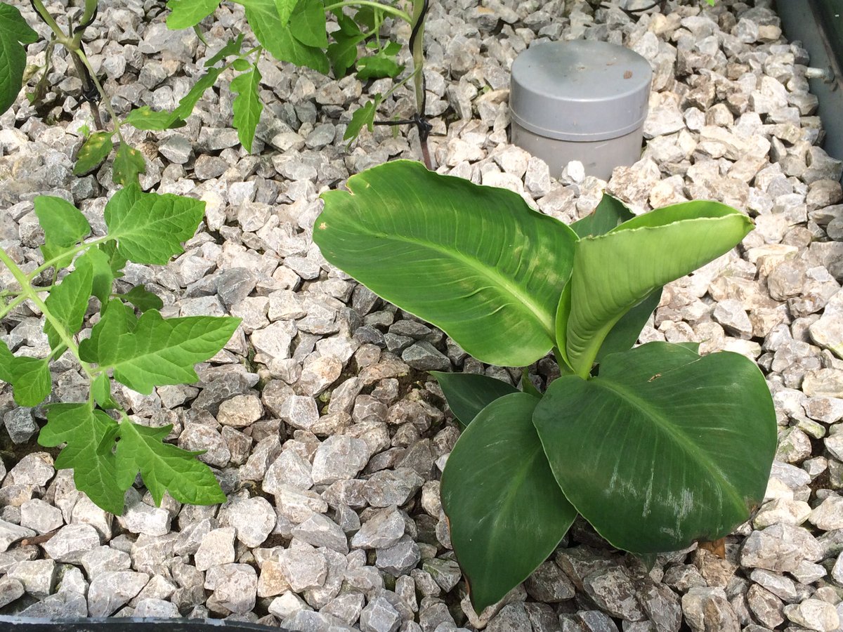 De sla en #tomaten doen het goed in deze #backyard #aquaponics setup in #Nederland. Experiment: een bananenplantje!