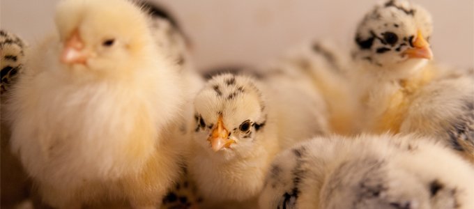 PETADeutschland's tweet photo. Niederschmetterndes Urteil aus NRW: #Kükenschreddern weiter erlaubt. Was IHR tun könnt: https://t.co/ewxddwqLct https://t.co/BGOUeABvzS