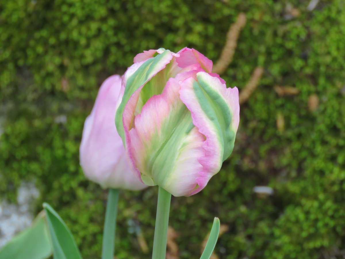 aspelundas's tweet photo. #Green wave #tulips #tulipa #aspelundasbaksida.com https://t.co/NssvvV12SP