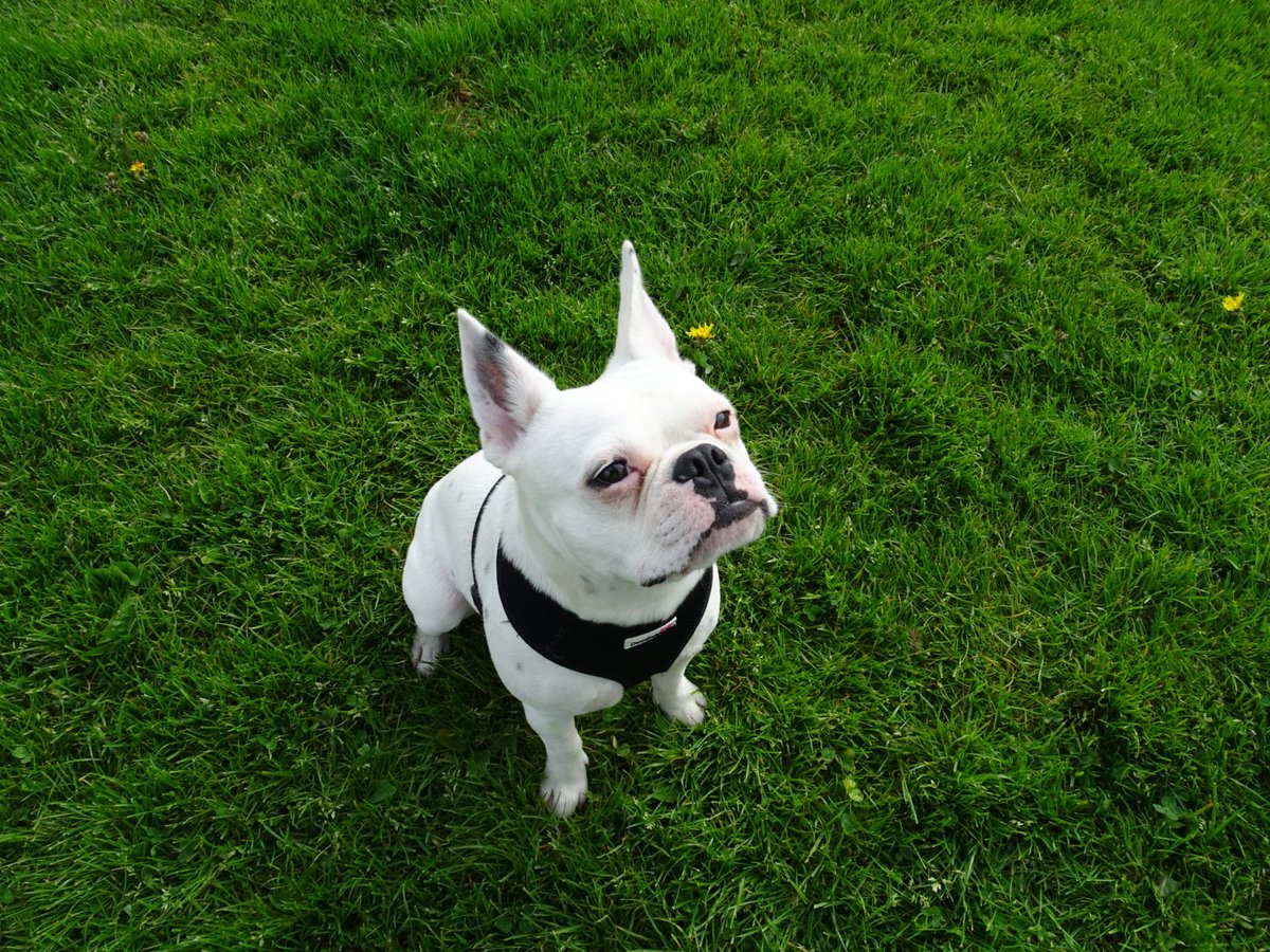 shutter_buggers's tweet image. Walking @yolkthedog in Springfield Park.