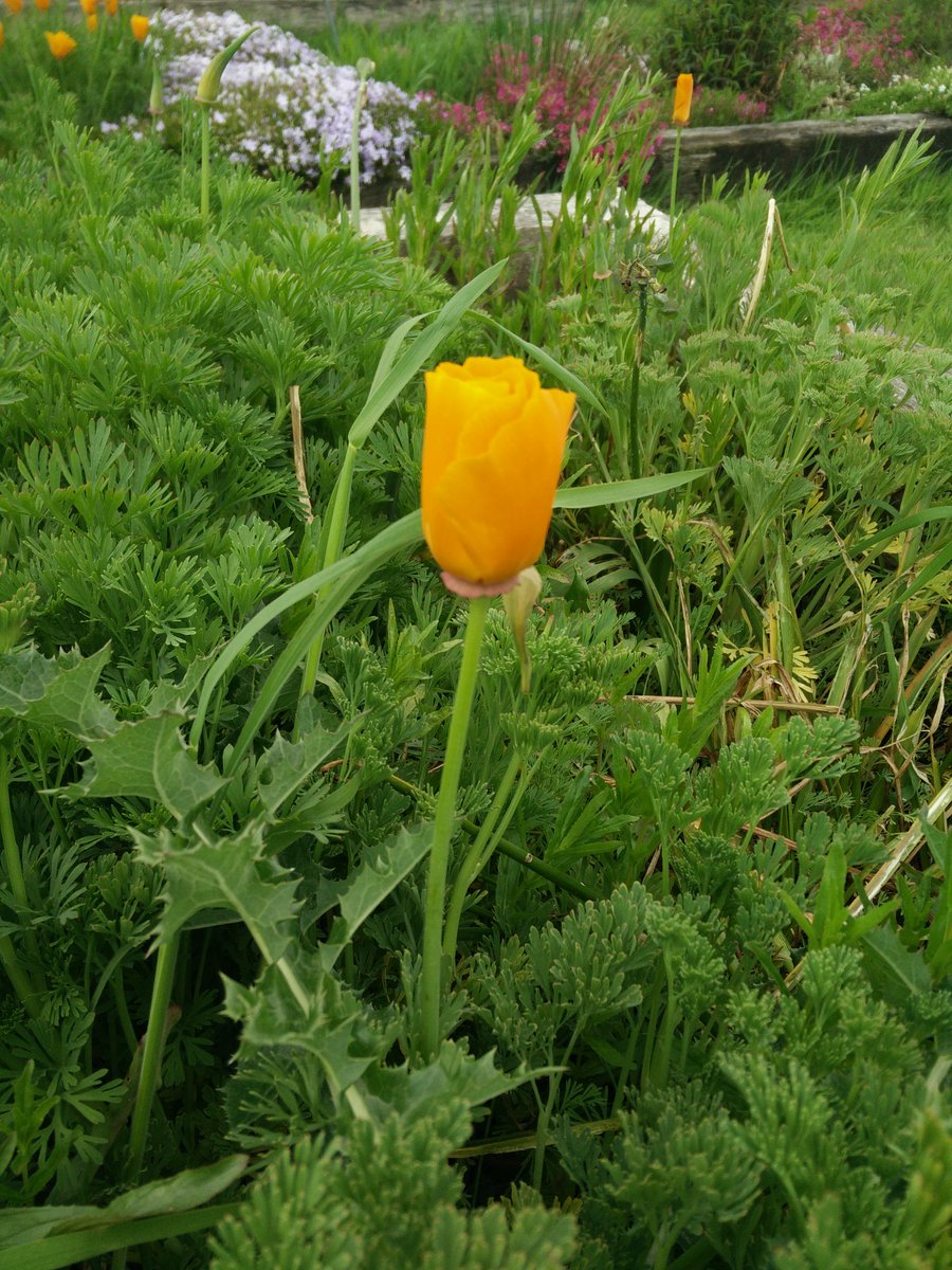 It's the day of the triffids! We go away for one week! Come down and help us out between 10am - 3pm!