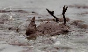 edithmayhall's tweet photo. Blog: Can #BP sponsorship of #BritishMuseum exhibition efface #deepwaterhorizon catastrophe? https://t.co/eaXkpUvY9g https://t.co/iUwJ3GsI8N