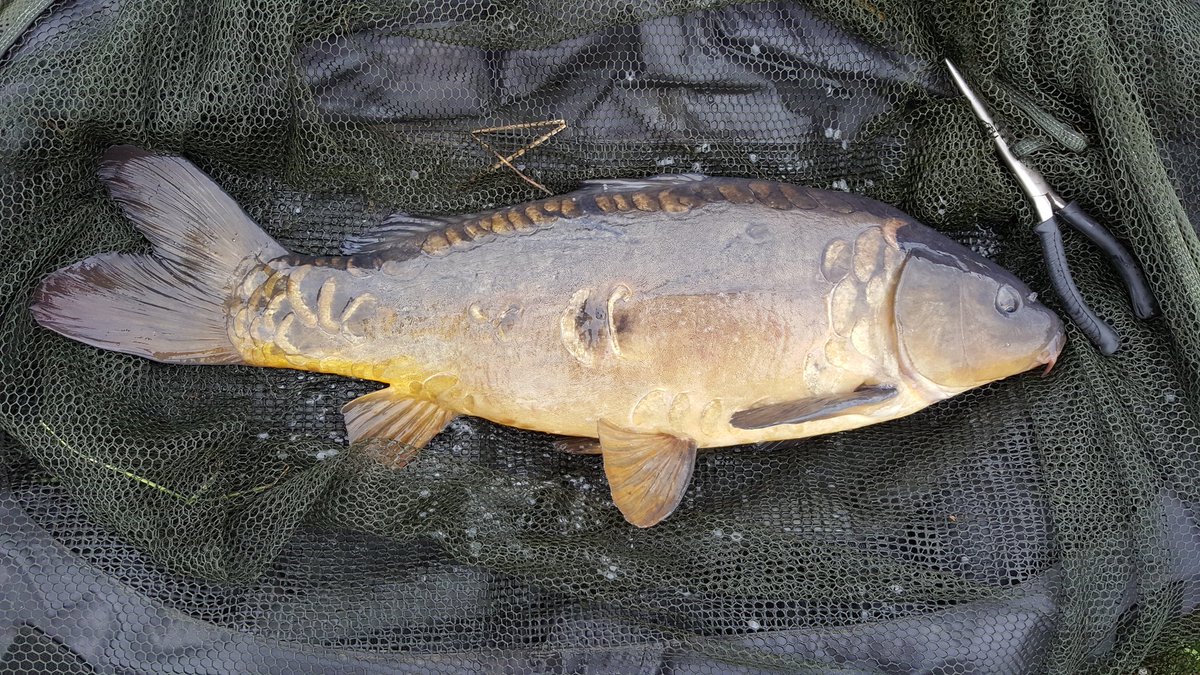 KarpKandi's tweet photo. Little stocky this morning on the old plum &amp; BP #KarpKandi #BigLicks https://t.co/iquxJTb6gc