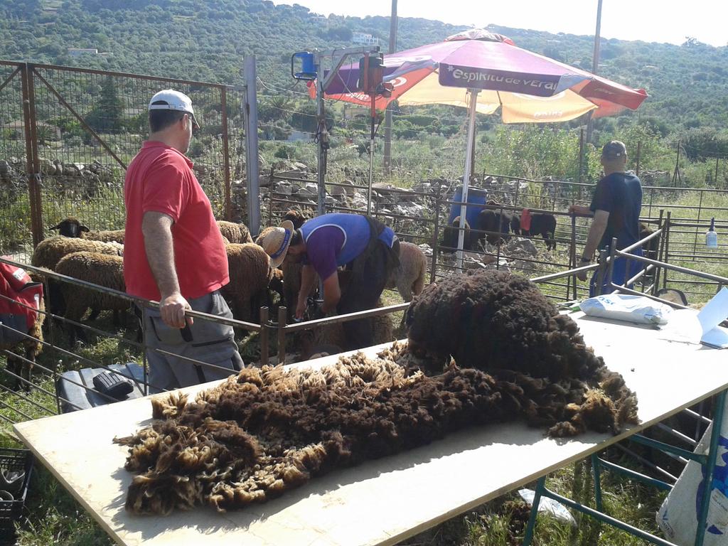 Gonzalo_Palomo's tweet photo. Último día de #Esquila en #merineando #Cáceres by #esquilador número 1 #MiguelBerbel desde #GargantaLaOlla #LaVera https://t.co/1f00jihMEC