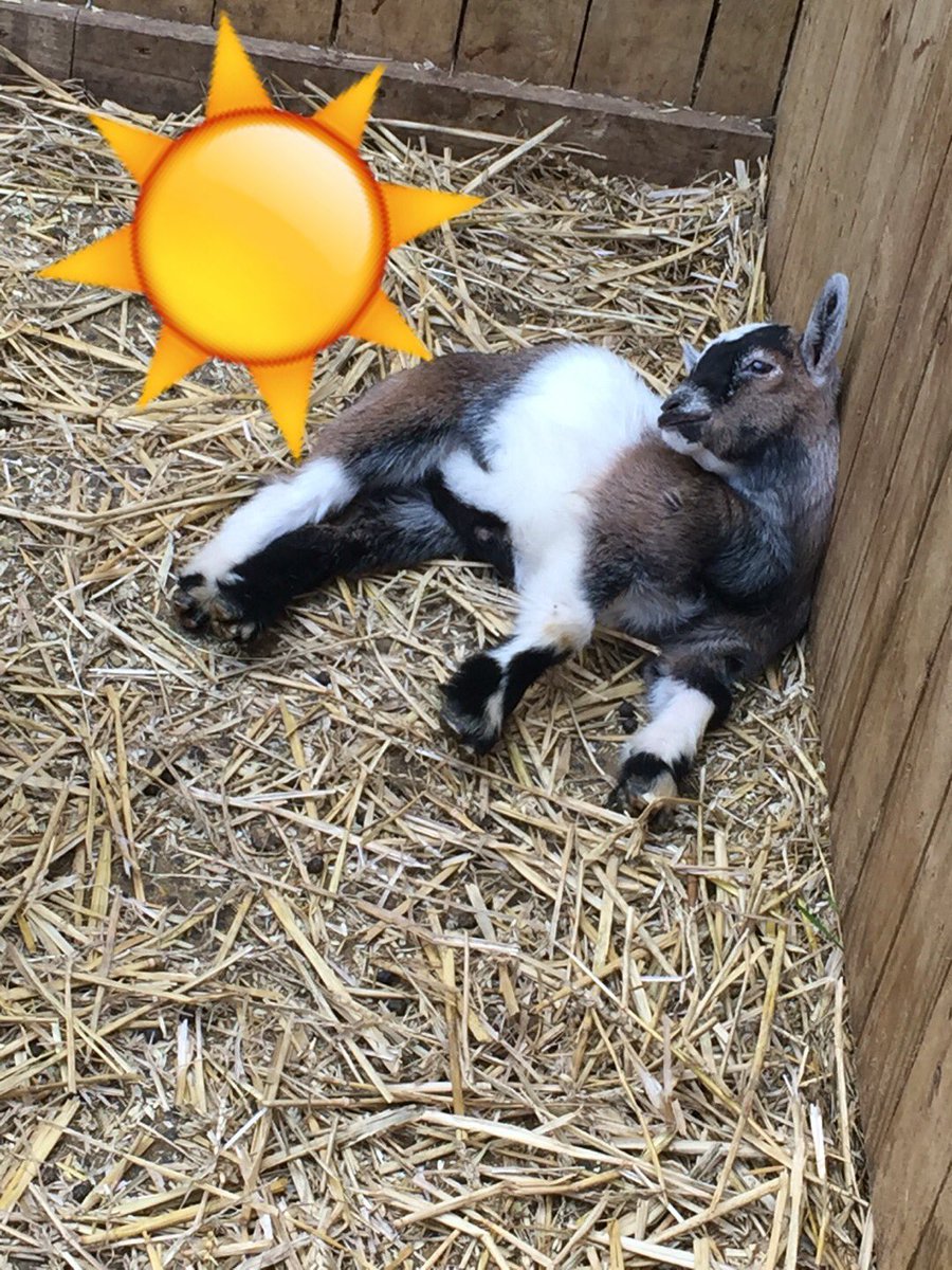 WAA_Teesside's tweet photo. When it's warm like today, all some of the animals want to do is sunbathe! #wildanimaladventure #stockton https://t.co/8RemMVCABx