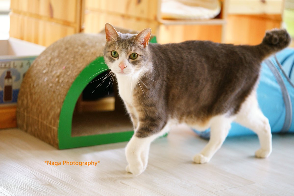 TrueDragonfly's tweet photo. #里親募集
ジェラトーニ
#猫カフェブラン → https://t.co/JG90YHFEvJ 
#保護猫 #猫部 #ねこ部 #猫 #ねこ #kitty #kitten
#α7RII #リツィートいいね感謝 https://t.co/bbufg8f3Yx