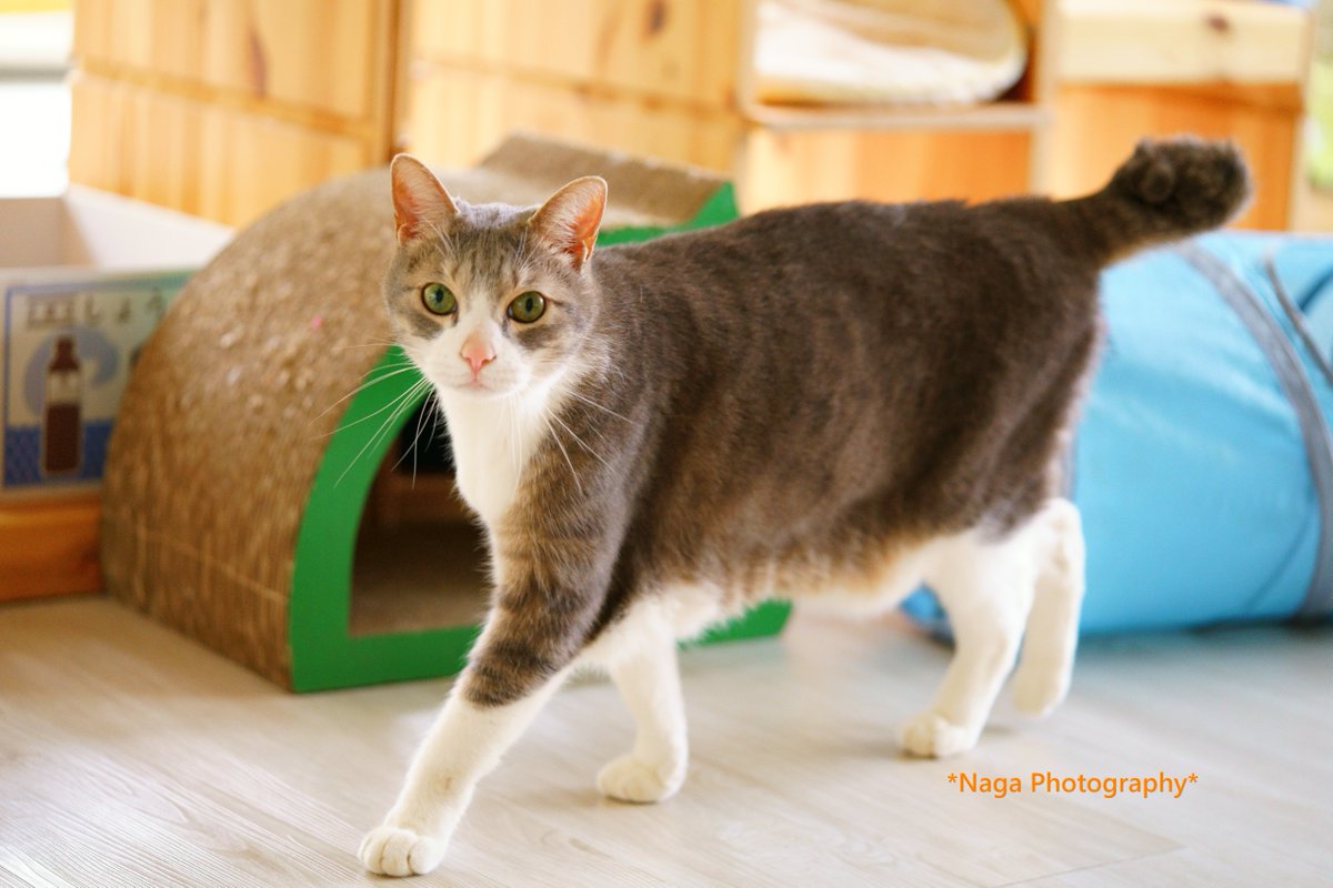 #里親募集
ジェラトーニ
#猫カフェブラン → neko-cafe.info 
#保護猫 #猫部 #ねこ部 #猫 #ねこ #kitty #kitten
#α7RII #リツィートいいね感謝