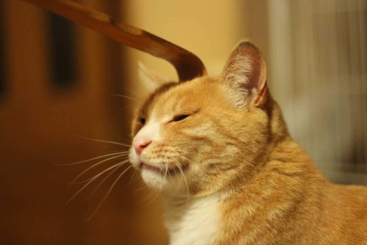 youcatlove's tweet photo. うちのねこかわいい（かわいい） https://t.co/7QSOW14BL7