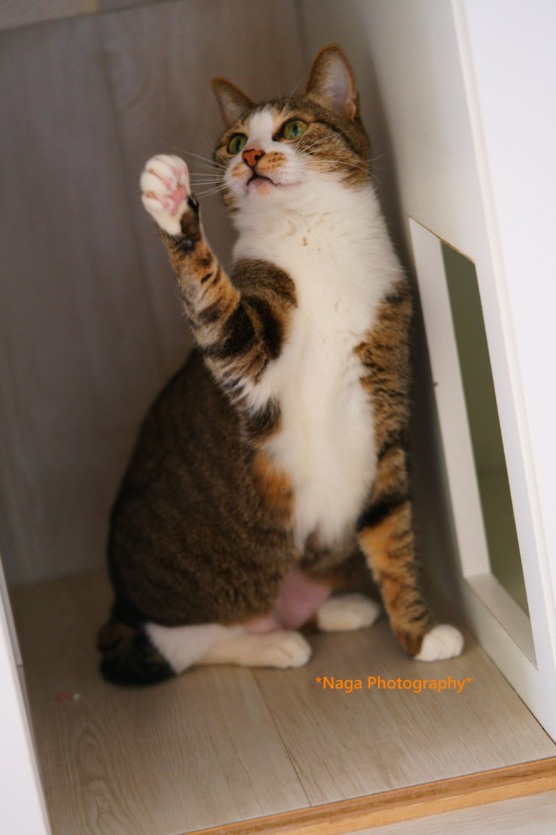 #里親募集
ダフネちゃん 
#猫カフェブラン → neko-cafe.info  
#保護猫 #猫部 #ねこ部 #猫 #ねこ #kitty #kitten
#α7RII #リツィートいいね感謝