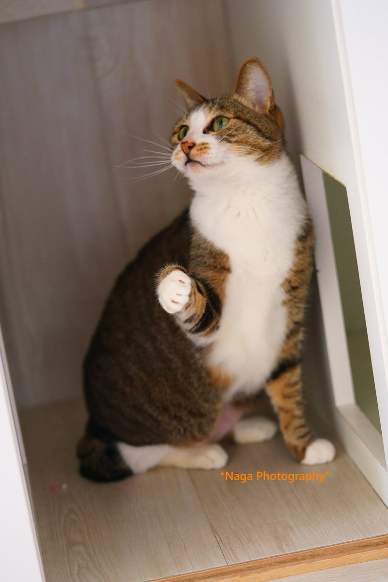TrueDragonfly's tweet photo. #里親募集
ダフネちゃん 
#猫カフェブラン → https://t.co/JG90YHFEvJ  
#保護猫 #猫部 #ねこ部 #猫 #ねこ #kitty #kitten
#α7RII #リツィートいいね感謝 https://t.co/5lEsM7c0QO