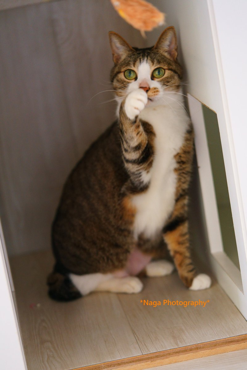 TrueDragonfly's tweet photo. #里親募集
ダフネちゃん 
#猫カフェブラン → https://t.co/JG90YHFEvJ  
#保護猫 #猫部 #ねこ部 #猫 #ねこ #kitty #kitten
#α7RII #リツィートいいね感謝 https://t.co/5lEsM7c0QO