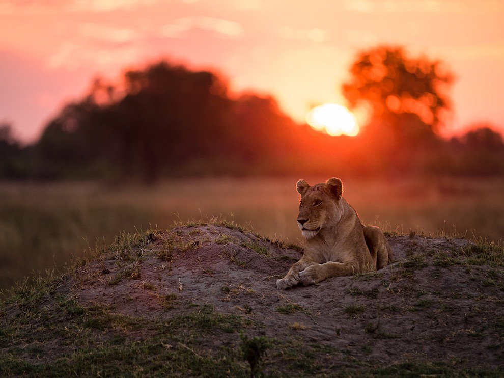 ThePhotoHour's tweet photo. Happy Hunting Grounds https://t.co/TuddFLslPU via @natgeo #photography https://t.co/lB2XptZzfx