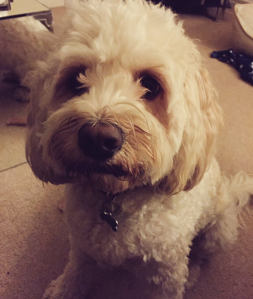 MerlinCockapoo tweet picture