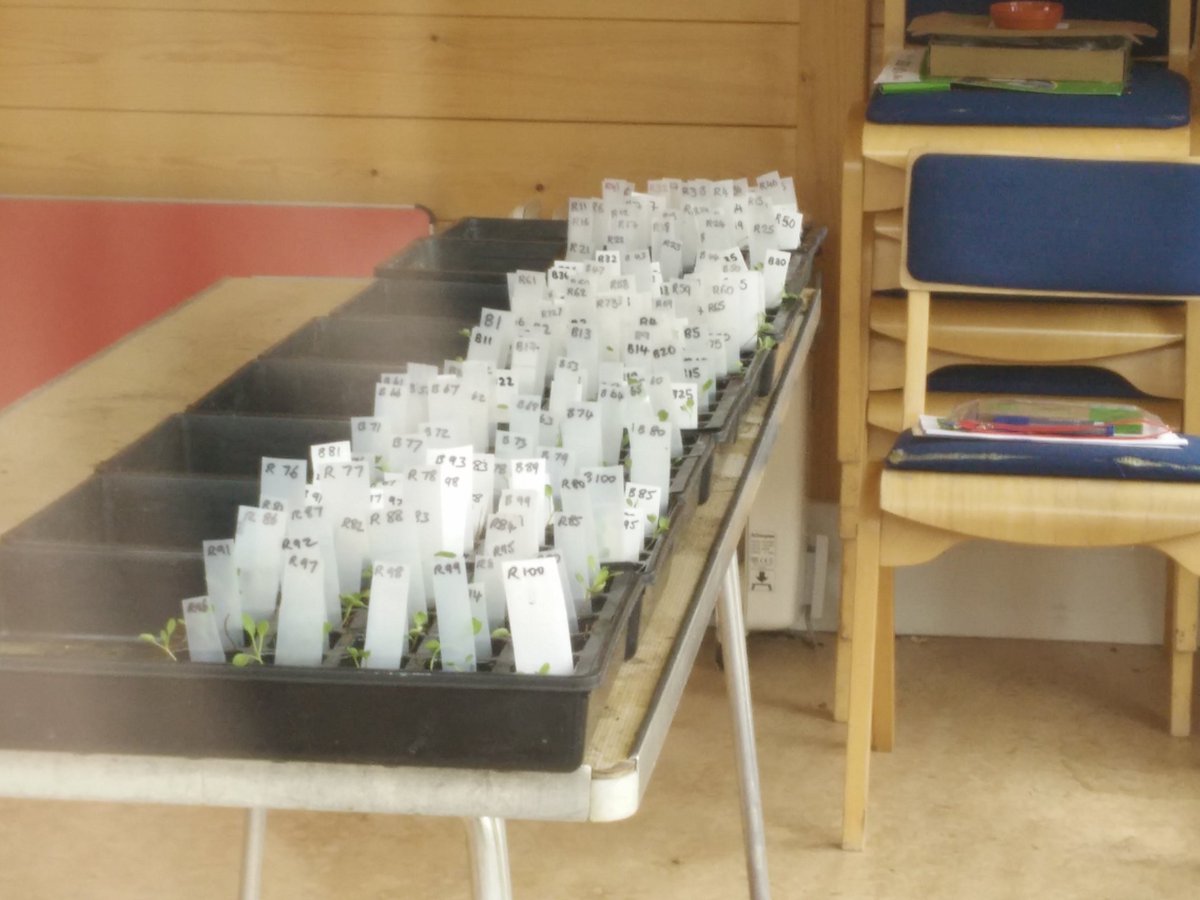 West Hill School, Surrey are taking part in the <a href="/The_RHS/">The RHS</a> Rocket Science project - lots of experiments on seedlings!