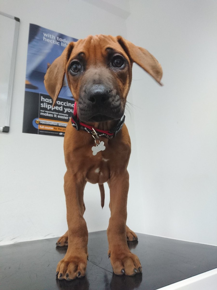 WestportVets's tweet photo. Handsome Olly melted our hearts this week! #ridgebacksoftwitter #puppylove https://t.co/fm9h9ZnDyI https://t.co/xlA059W8r8