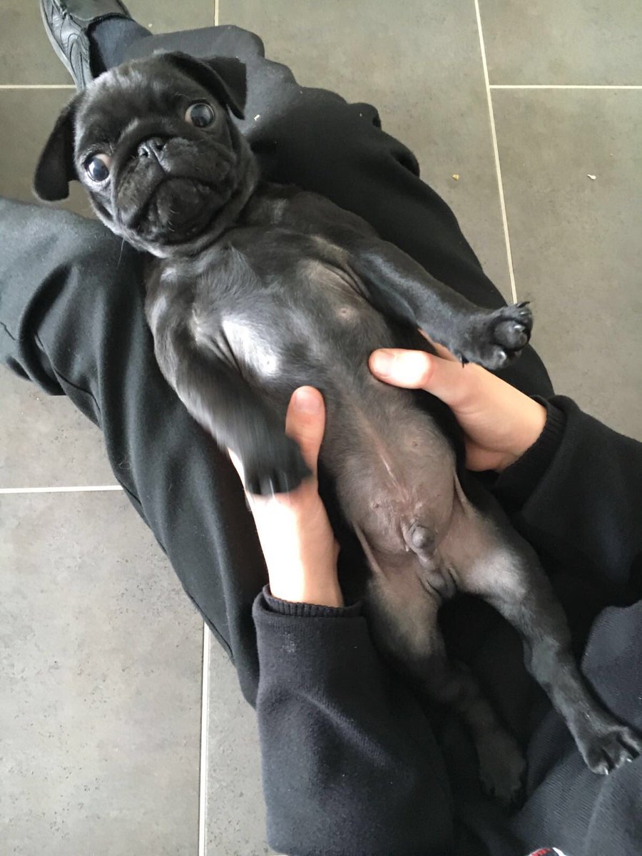 victay2's tweet photo. Frank's dog cousin - meet Ted! https://t.co/oHpipFu2wV