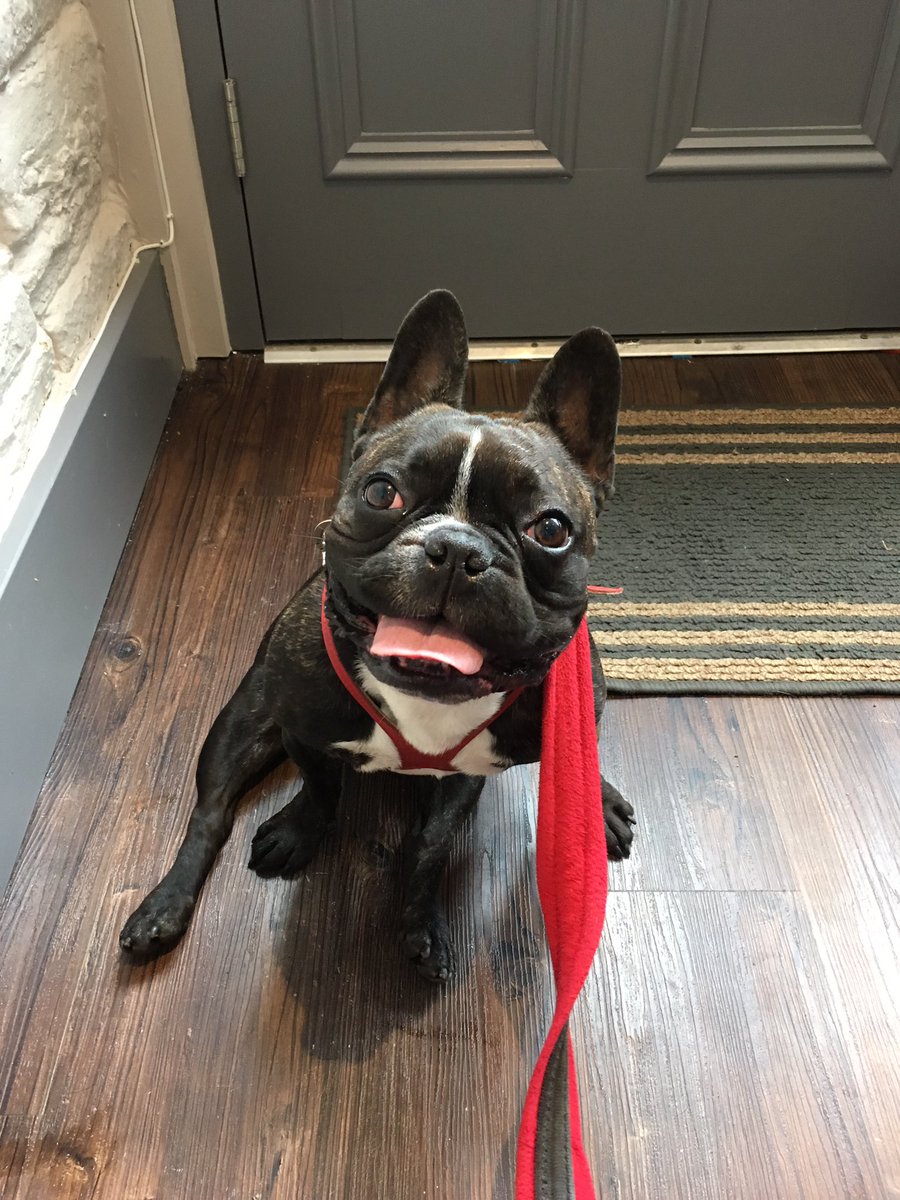 stanleyfrogdog's tweet photo. @idlecoffee @dugsNpubs #dogfriendly ☕️🐾 https://t.co/ygz9Em0zoZ