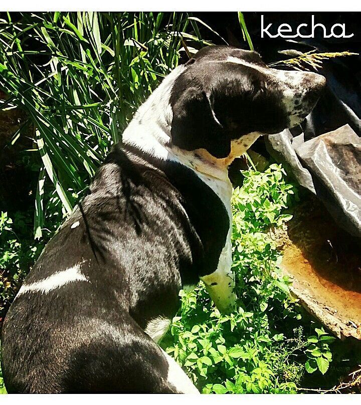 CladiaCardena's tweet image. Mi otra bebé, kecha🐶💟🌱🌱🌱🌱🌱#kecha#hijamia#nature#photography#potd#photooftheday#photo#dog#perra#instadog#mx#pointer#…