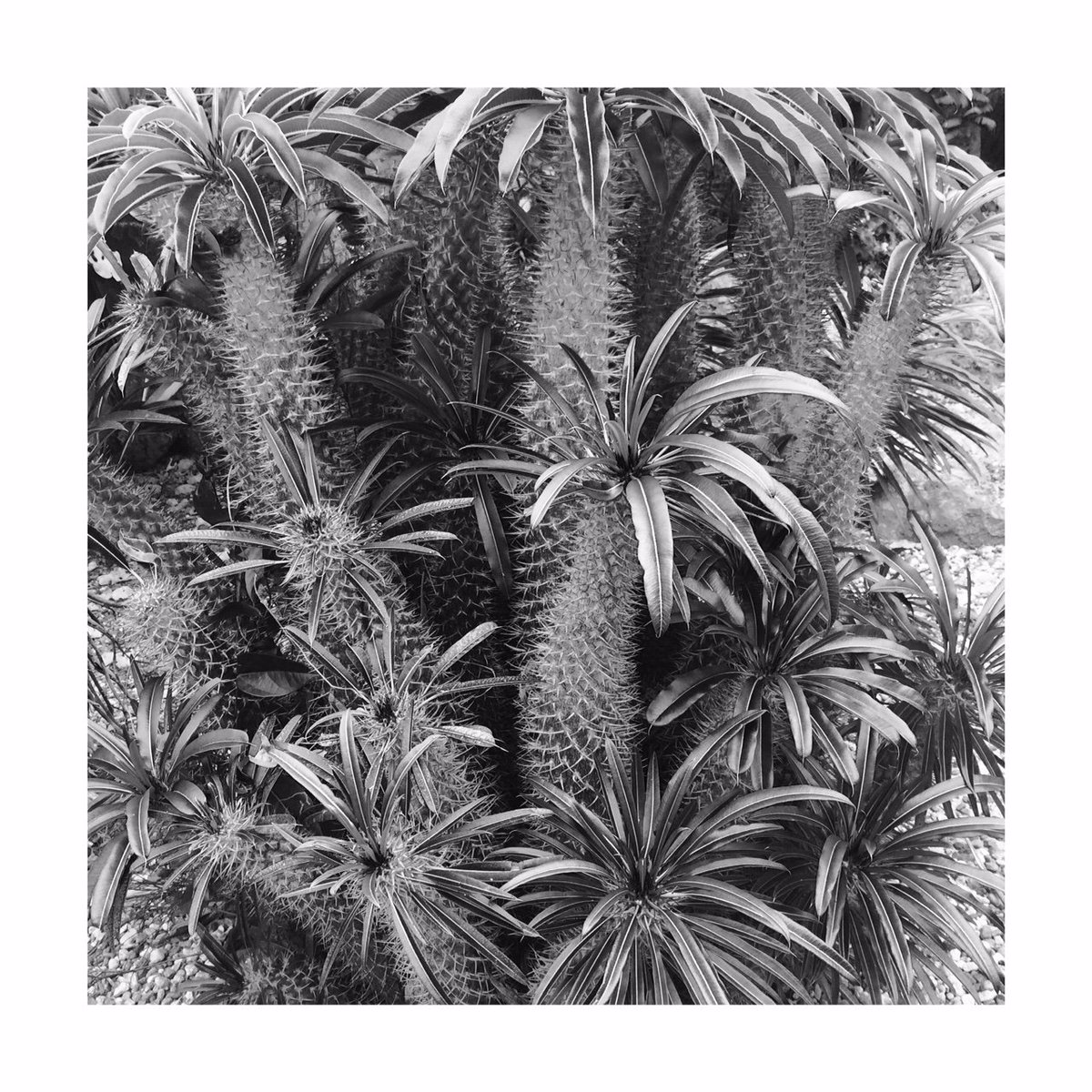 gabyovBotanica's tweet photo. Black &amp; white botany, Happy Thursday! #Pachypodium #succulent from the #SpinyForest of #Madagascar @FairchildGarden https://t.co/rHpmIgbgJX