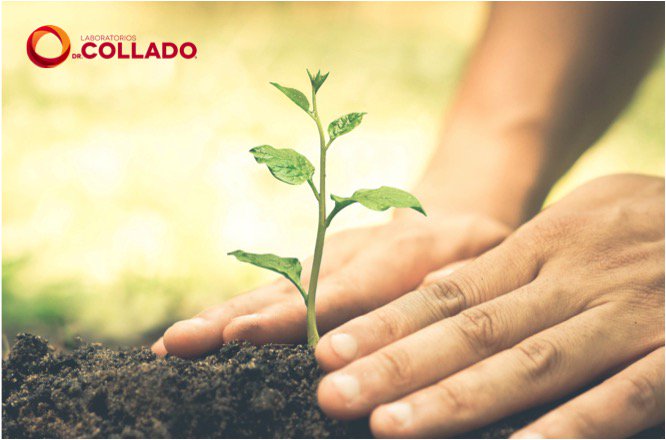 LabCollado's tweet image. Siembra un árbol y cuídalo, son portadores de vida y oxígeno para nosotros.¡Feliz Día Internacional del Árbol!