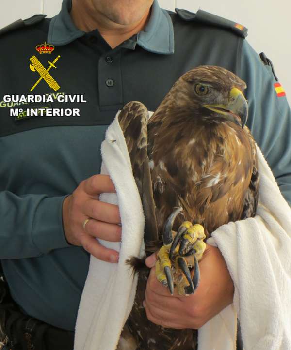 guardiacivil's tweet photo. El águila real, especie amenazada, aumenta su población. Enhorabuena, es un éxito de todos. 
#GComprometidos https://t.co/j7ENpSItS8