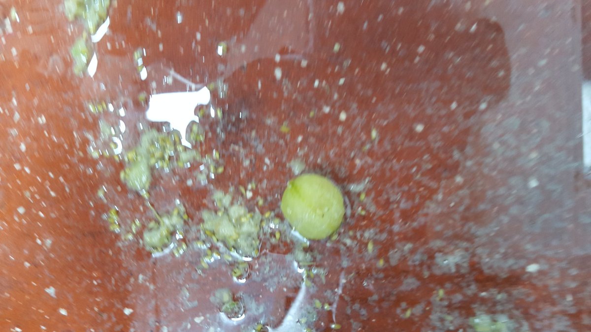 LallyBrews's tweet photo. Racking today @MadHatBrew Gooseberry Grisette 5.1% going into both flavours of wine barrels one white and one red. https://t.co/TbU9WblQsY