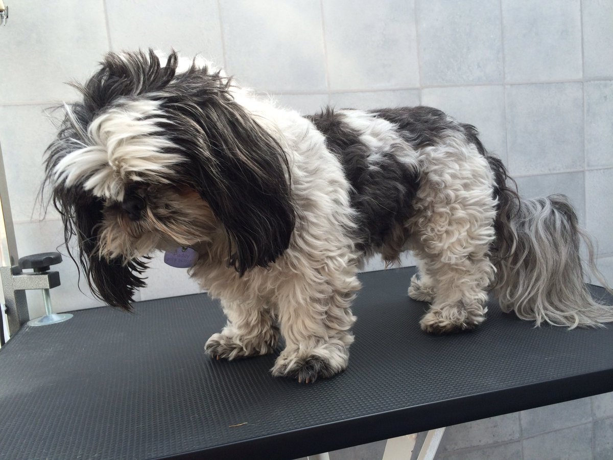 Groomingtons's tweet photo. Shih tzu Paddy is also ready for summer #summerdogs #Whitchurch #Bristol https://t.co/5QPDy16YIW