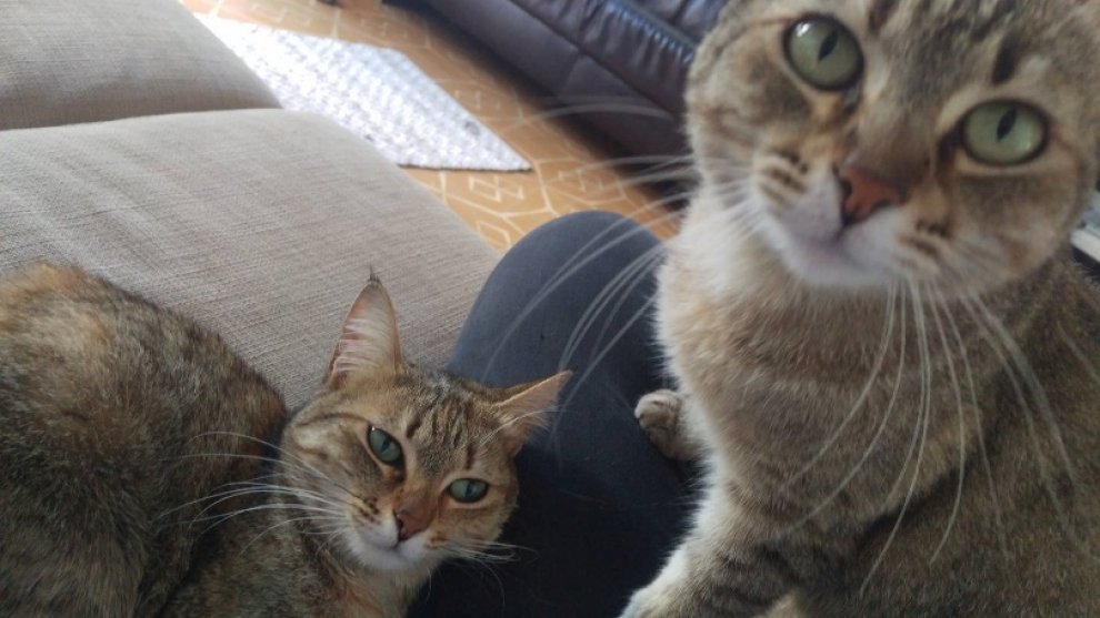 EnglishPAL's tweet image. New home wanted: Two cats are looking for a loving home #Paltweets bit.ly/1WBMgu9