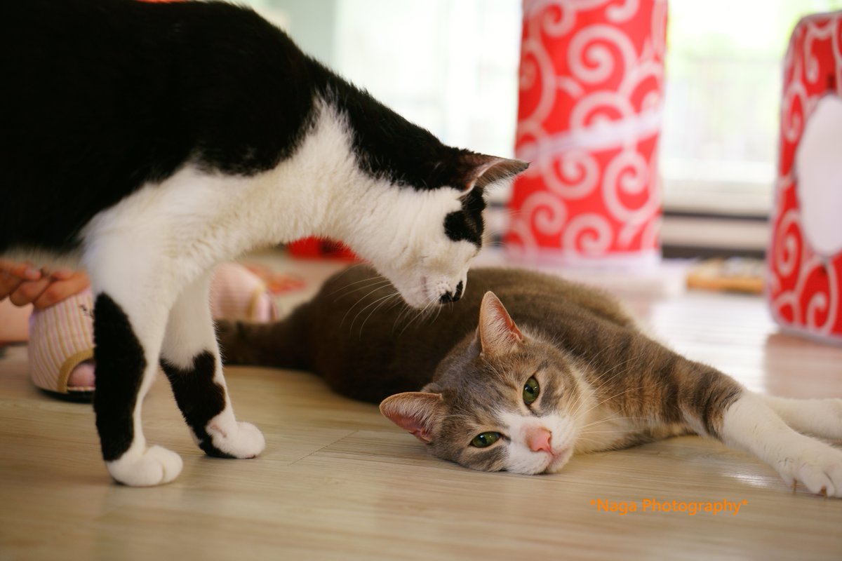 #里親募集 
ジェラトーニ 
#猫カフェブラン → neko-cafe.info 
#保護猫 #猫部 #ねこ部 #猫 #ねこ #kitty #kitten 
#α7RII #リツィートいいね感謝