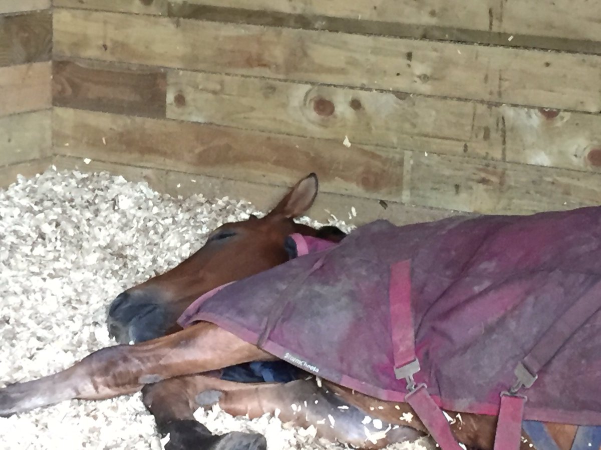 A day in the life of a growing Eventer. #eventer #illston #horseforthefuture #alwayssleeping #growing5yrold