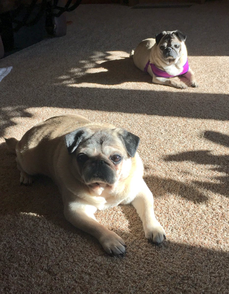 snuggle_pugs's tweet photo. #pugbathing ๐พโ๏ธ๐พ the week has flown by, but we're exhausted from being so busy! https://t.co/rLMFcxBEHs