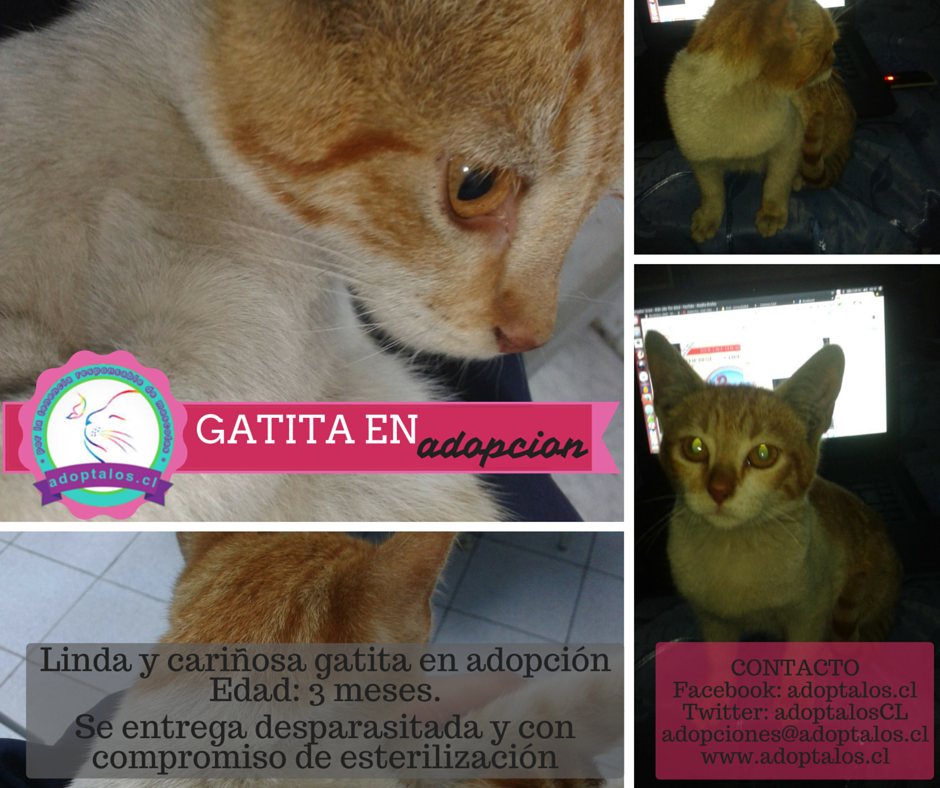 Adoptalos Chile tweet media