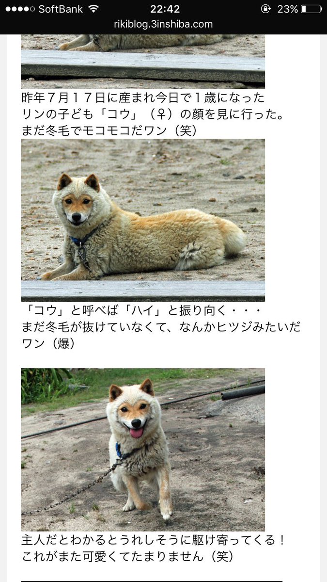 柴犬 冬 毛 山陰 柴犬にも種類が？山陰柴犬・美濃柴犬の特徴＆オーダーもできる柴犬グッズ｜ハンドメイド、手作り通販・販売のCreema