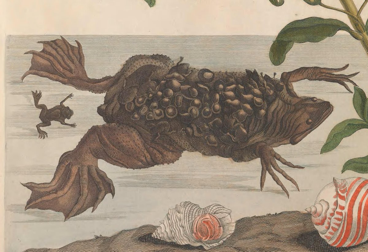 Mare Nostrum Na Twitteri 背中で子供を育てるカエル ピパピパ 図は1705年マリア ジビーラ メーリアン スリナム産昆虫変態図譜 より 秘密にしておきたかった生き物