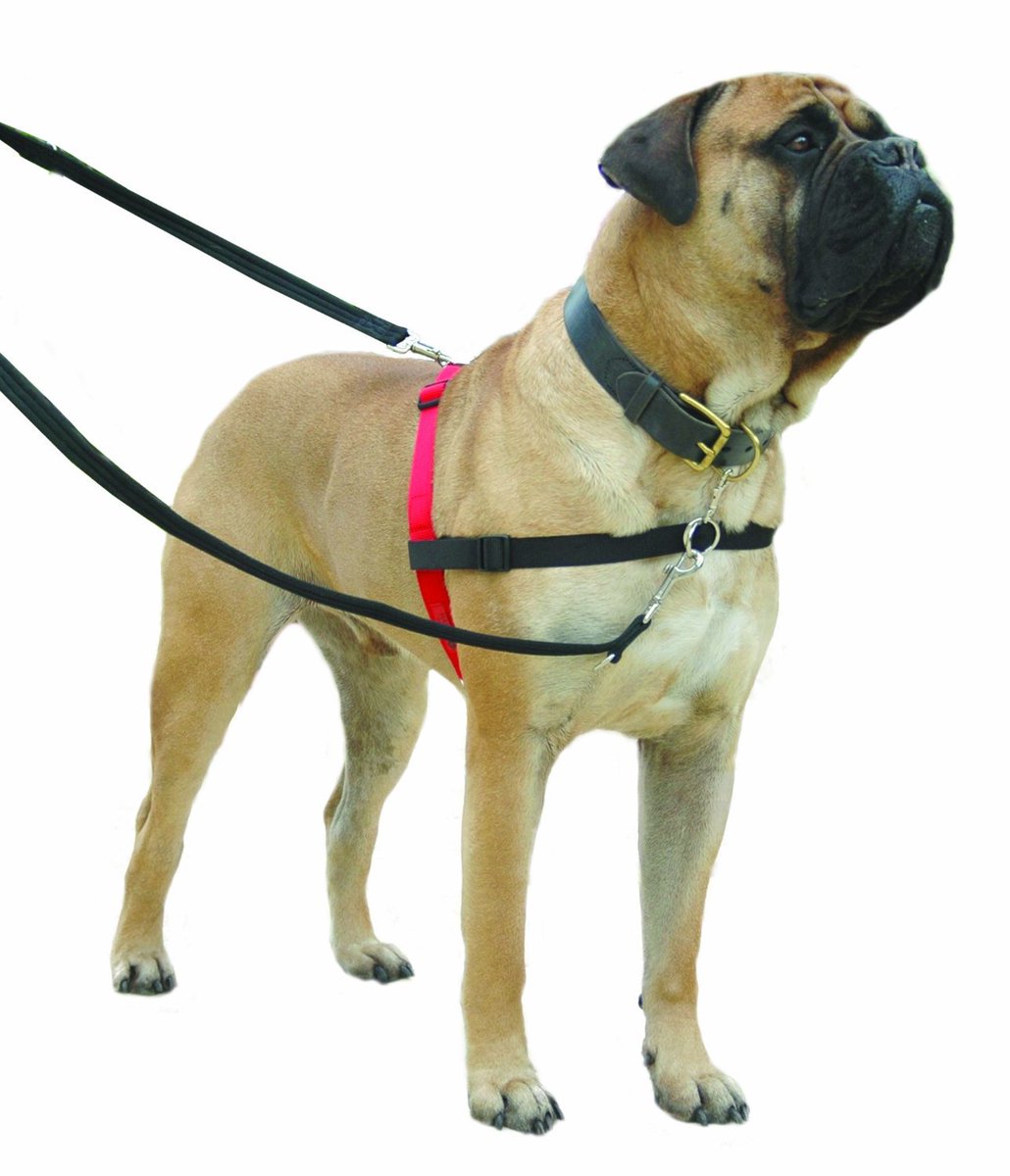 discount_247's tweet photo. Get Maximum #DogControl And Stop Pulling. Use #Halti #Dog #Harness (In Medium) Now £9.65. 
https://t.co/vFBegvCv3p https://t.co/MTk0b8nwE9