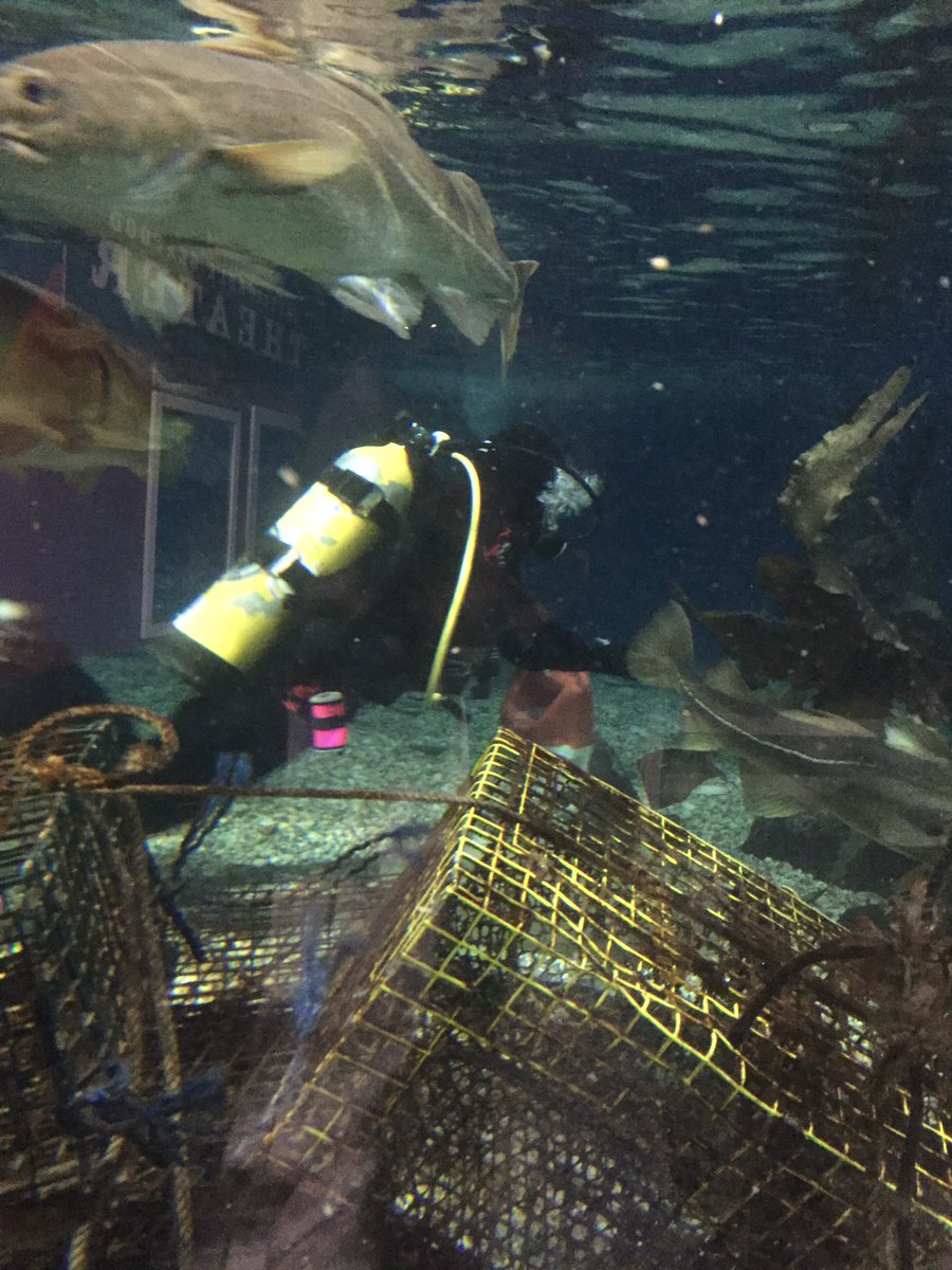 PhsInterns's tweet photo. @twomafish hard at work feeding the fish https://t.co/nHjHEz1IeJ