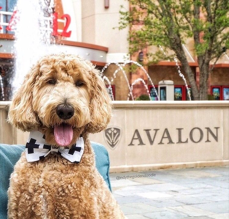 'I don't always look this handsome but when I do, it's b/c I'm at Avalon!' #AvalonInsider #indythegoldendoodle