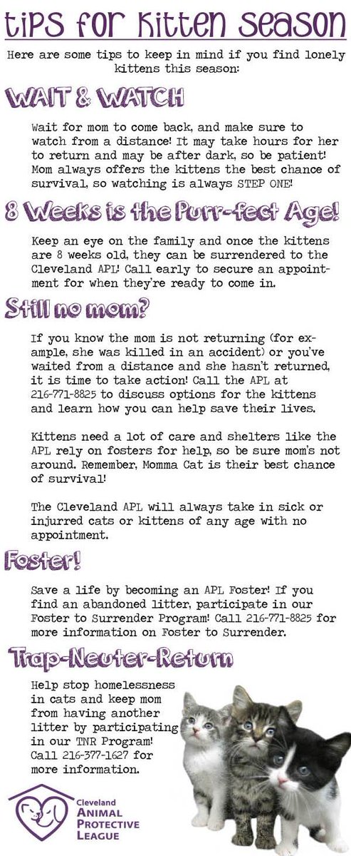 It's kitten season! If you find a lonely kitten or an unattended litter, keep these tips in mind! #kittens