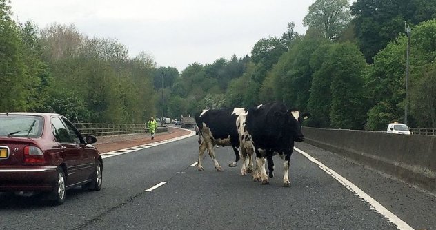 Carcraft tweet media