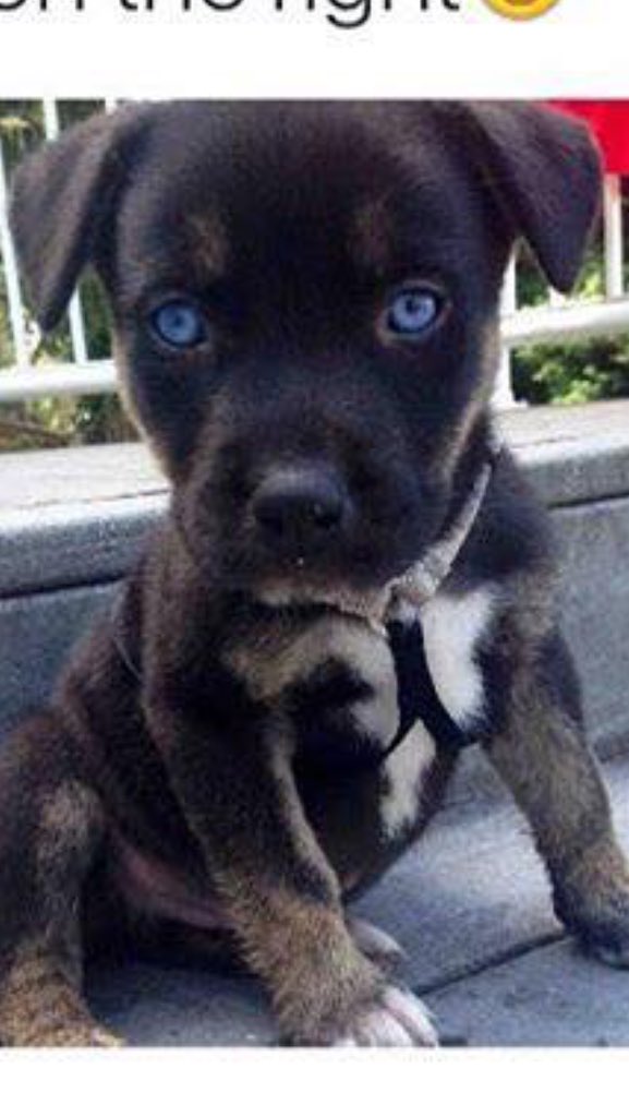 MISBHV_97's tweet photo. I need this lil pup😈😝😴 https://t.co/rUHdwRnJRa