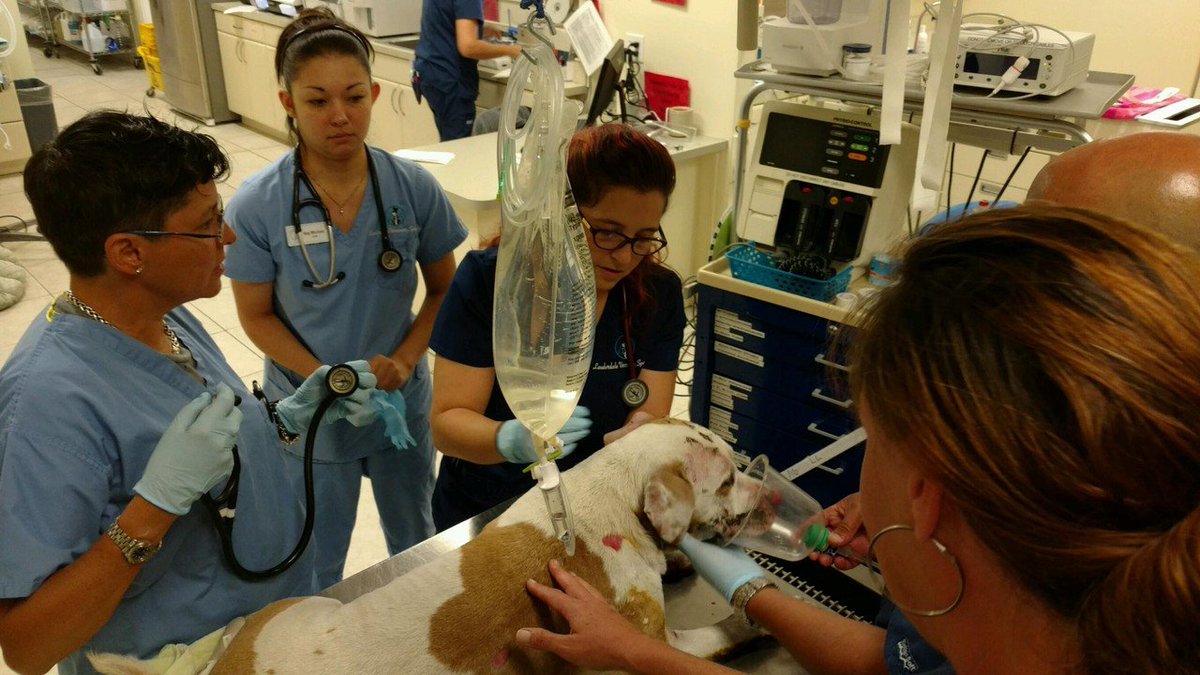 Puppy rescued from Fort Lauderdale house fire dies bit.ly/1W4rofe?utm_me… https://t.co/W6jHohKP1J