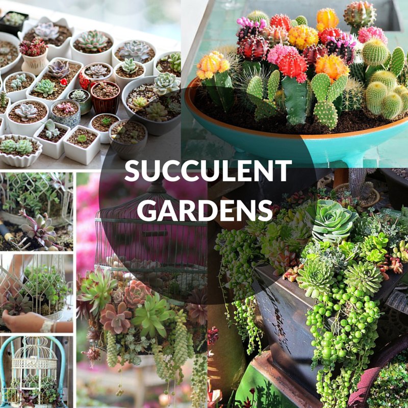 movethisStuff's tweet photo. Succulent gardens are great for small spaces, build your own https://t.co/QH0MA01kGp  #SucculentGardens #DIYGarden https://t.co/iV6tR3mj3C