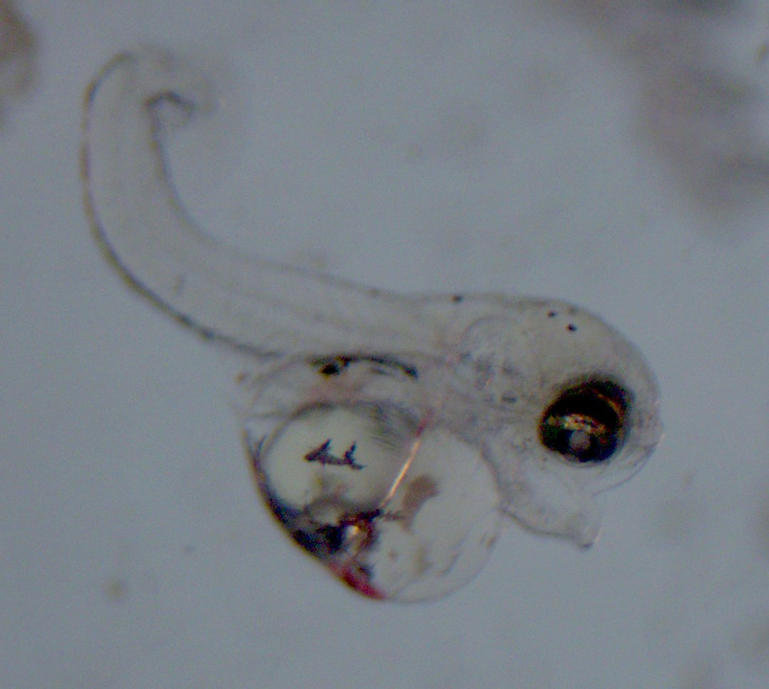 Larval silverside exposed to 5 ng/L bifenthrin from egg stage <a href="/MarineSciUNCW/">UNCW Marine Science</a> #stopspraying