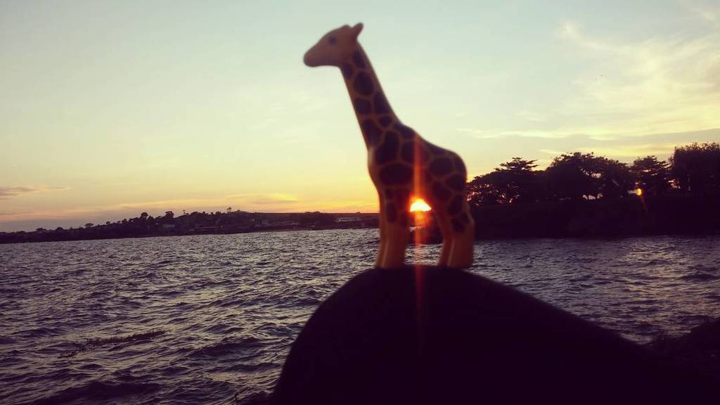 myUganda256_'s tweet photo. Watching the sun set #mycity #entebbe #uganda #africa #entebbeairport #airport #planetakeoff #myuganda256 #giraffel… https://t.co/Elyd2tDuE7